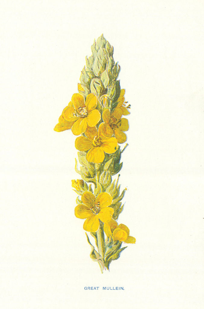 Mullein. Wild Flowers by Frederick Edward Hulme c1895 old antique print